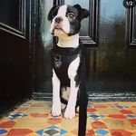 𝕭𝖔𝖘𝖙𝖔𝖓 𝕱𝖗𝖊𝖉𝖉𝖎𝖊 - @boston.freddie - Instagram
