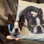Boston Terrier - @bostonfreddiesky - Instagram