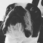 Fred - @freddie_thebostonterrier - Instagram