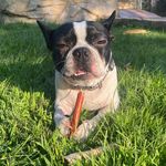 @freddie.mercury_the_boston - Instagram