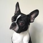 Freddie - @freddie_theboston - Instagram