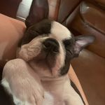 Freddie Mercury - @freddie.bostonterrier - Instagram