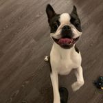 Freddie Mercury the Boston - @freddiemercury_bostonterrier - Instagram