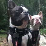@freddie_reggie_the_bostons - Instagram