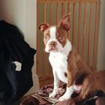 Freddie the Boston - @freddietheboston - Instagram