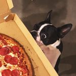 Freddie The Boston 🐾 - @freddie_the_boston - Instagram