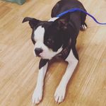 @freddie_the_boston_terrior - Instagram