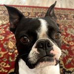 @freddietheboston21 - Instagram