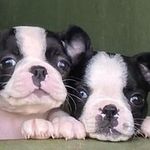 Nina e Freddie - @ninaefreddie.bostonterrier - Instagram