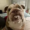 freddie_bremner - @freddie_bremner - TikTok
