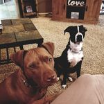 Bruno & Freddie - @brunoandfreddie - Instagram