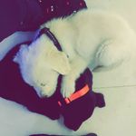 Bruno And Freddie - @bruno.and.freddie - Instagram