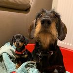 Bruno and Freddie - @brunoandfreddieontour - Instagram