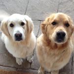 Bruno Freddie and Rocco - @bruno_freddie_and_rocco - Instagram