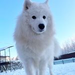 Bʀᴜɴᴏ_Sʜᴘɪᴛᴢ - @bruno_freddie_frankie - Instagram
