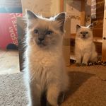 Freddie and Bruno - @ragdoll_freddie_bruno - Instagram
