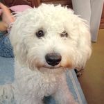 Freddie Bruno Augusto 🐩 - @freddie.no.mercury - Instagram