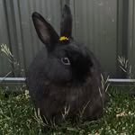 ❥ Fredward - @freddiebunnyson - Instagram