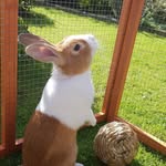 @abunnycalledfreddie - Instagram