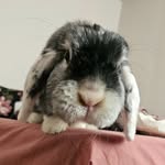 Alice Lavielle - @freddie_bun.nie - Instagram
