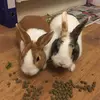Cutieee🥰 - @bunny_freddie - TikTok