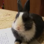 Freddie - @freddie_the_little_bunny - Instagram