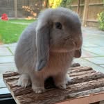Freddie🐰 - @freddiethelopbunnie - Instagram