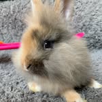 freddie - @freddietherecoverybunny - Instagram