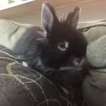Freddie - @freddiethe_bunny - Instagram