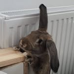 Freddie - @freddie_bunny_mercury_ - Instagram