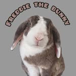 Freddie 💙 - @freddie_the_bunny_ - Instagram