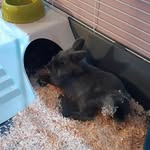 Freddie 💗💕 - @freddie_the_bunny7 - Instagram