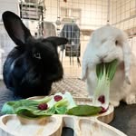 Freddie & Betsie Buns Watt 🐰🐰☯️🏴󠁧󠁢󠁳󠁣󠁴󠁿 - @freddie_betsie_bunnies - Instagram