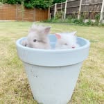 Freddie and Missy - @freddieandmissythebunnies - Instagram