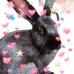 Freddie Bunny - @freddiethebunny_ - Instagram