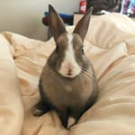 Freddie Bunny Boy - @freddiebunnyboy - Instagram