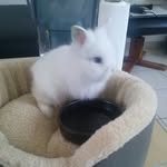 @freddie_bunnyland - Instagram