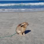 Freddie Mercury - @freddiethebunnymercury - Instagram