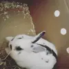 Freddie Mercury xx - @freddie_bunnyxx - TikTok