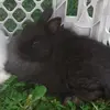 Freddie the bunny - @freddiethebunn - TikTok