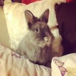 @freddiebunny - Instagram
