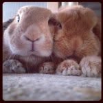 Poppy&freddie🐰 - @poppy.freddie.bunnies - Instagram