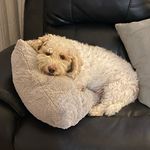 A Fred in the Bed - @freddiesquarebutts - Instagram
