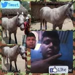 Freddy Carrillo - @freddy.carrillo.12382 - Instagram