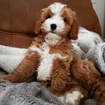 Freddie Bear Carroll - @freddiebearcarroll - Instagram