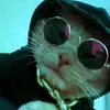 Freddie and Casper - @sausage_cats360 - TikTok