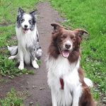 Freddie, Casper & Pepper - @theborderbordercollies - Instagram
