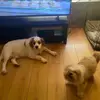 freddieandcasper - @freddieandcasper - TikTok