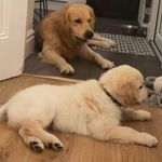 @golden.freddie.n.casper - Instagram