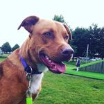 Freddie - @freddie_clements_the_dog - Instagram